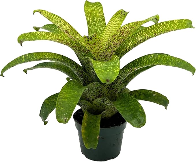 ragnaroc Live Plants – Bromeliad Vrisea Fenestralis, 4-8" 2" Plug - 1ct - Live Arrival Guaranteed - House Plants for Home Decor & Gift