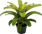 ragnaroc Live Plants – Bromeliad Vrisea Fenestralis, 4-8" 2" Plug - 1ct - Live Arrival Guaranteed - House Plants for Home Decor & Gift