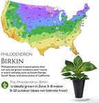 Philodendron Birkin Plant (4 Pack) Live Starter Plug Plants, Variegated Indoor Houseplants, Tropical Philodendron Plants Live, Easy Care Houseplants, White Striped Foliage Plants for Indoor Growing