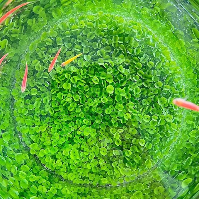 3 Pack Aquarium Plant S.e.e.d Set, not Artificial plasticl Plant. Real Grass Tank Decor Replacement for Resin or Plastic Grass N0：9527-12
