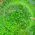4 Pack Aquarium Plant S.e.e.d Set, not Artificial plasticl Plant. Real Grass Tank Decor Replacement for Resin or Plastic Grass NO：9527-10