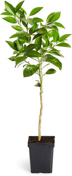 Brighter Blooms - Blood Orange Tree, 1-2 ft. - No Shipping to AK, AL, AZ, CA, FL, GA, HI, LA, MS, OR, TX