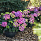 Brighter Blooms - Endless Summer Summer Crush Hydrangea, 2 Gallon - No Shipping to AZ
