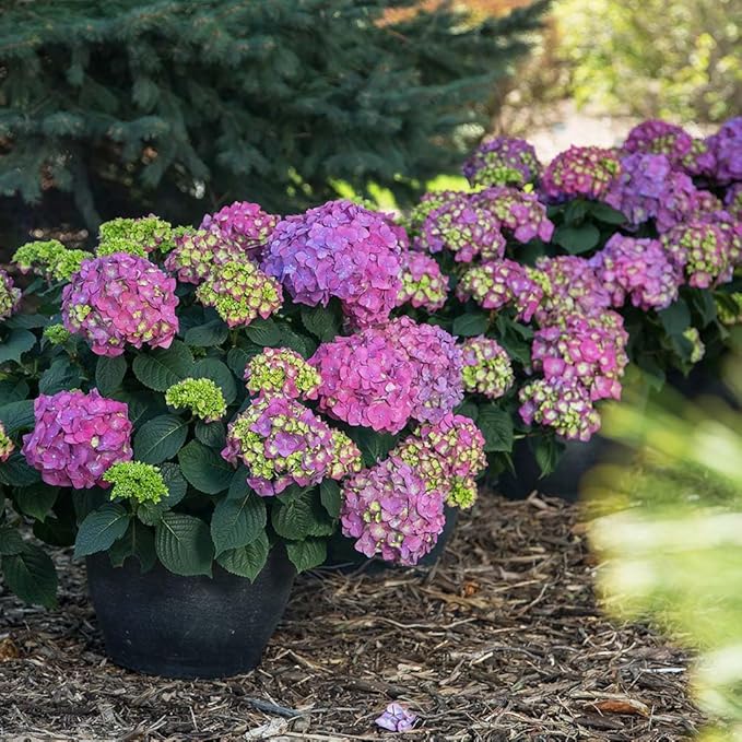 Brighter Blooms - Endless Summer Summer Crush Hydrangea, 2 Gallon - No Shipping to AZ