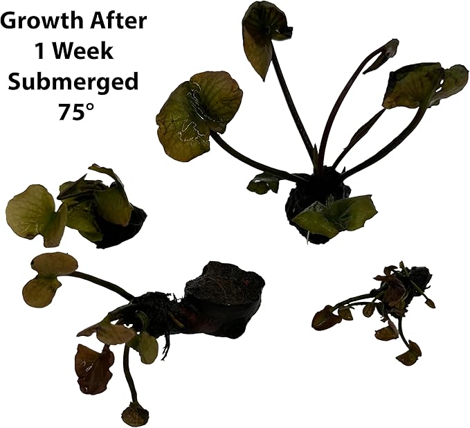 Live Hardy Water Lily Tubers Rhizomes Bulb Seed Nymphaea Aquatic Pond Plants Water Gardens Pre-Grown Flower in White Pink Red Yellow Orange Blue Purple (1, Cuts Asst Hardy Lily)