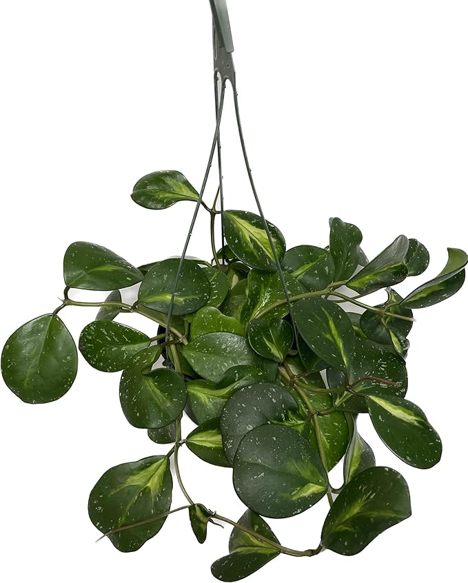 Variegated Hoya Obovata Spalsh Available in 2" Pot, 4" Pot, and 6" Hanging Pot - Hoya Live Plants Live Houseplants - California Seller (4" Pot, 1 Plant)