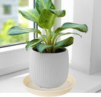 6 Pack of 10 inch Plant Saucer Blue, Heavy Duty Plastic Plant Saucer 10 inch Round, Flower Plant Saucers for Indoors, Plant Trays for Planter 8"/9"/10" (10", Beige)