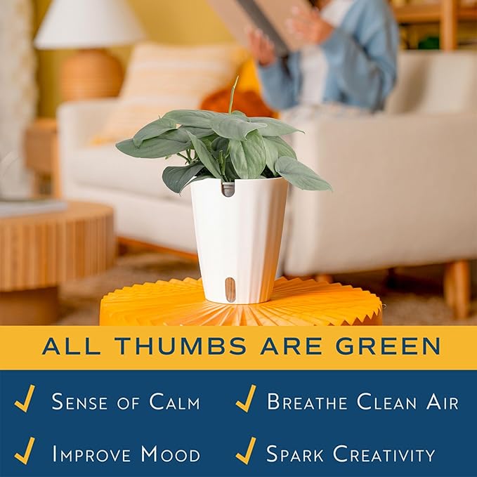 Costa Farms Scindapsus Live Plant in Self Watering Decor Pot, Assorted Variety, Easy to Maintain, Air Purifying Vining Indoor Houseplant, Perfect for Home, Room, or Office Décor, 9-12 Inches Tall