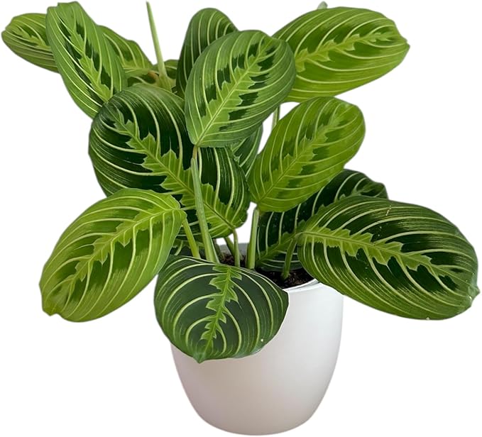 Live Plant, Lemon Lime Maranta Prayer Plant, Pet Friendly, Air Purifying Plant, Easy Care, Easy to Grow Live Indoor Plant, Houseplant, Rare Indoor Plant, Home Décor Pot (White)
