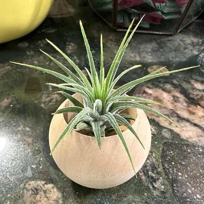 6 pcs 2 Sizes Wood Air Plant Holder Rustic Air Plant Pots Decorative Air Plants Display Containers Table Centerpiece for Home Office Tabletop