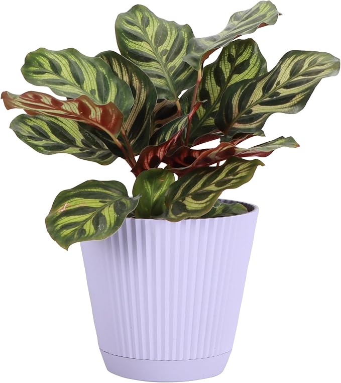 Thorsen's Greenhouse Peacock Calathea, Live Indoor Plant, Safe for Pets, Colorful Foliage, Rare Variety, Peacock Plant, 4" Diameter (Lavender)