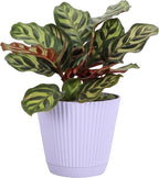 Thorsen's Greenhouse Peacock Calathea, Live Indoor Plant, Safe for Pets, Colorful Foliage, Rare Variety, Peacock Plant, 4" Diameter (Lavender)
