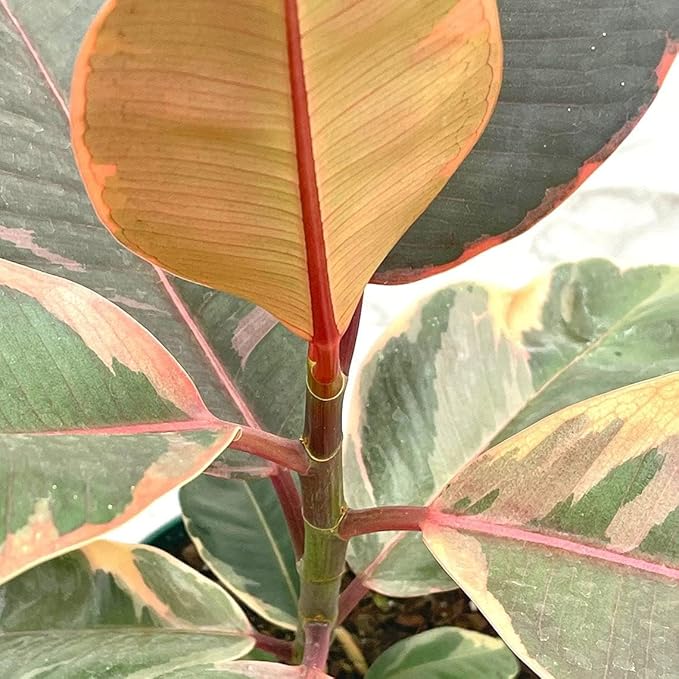 Ruby Ficus Rubber Plant - 4 Live Plants in 2 Inch Pots - Ficus Elastica 'Ruby' - Stunning Easy Care Interior Houseplant