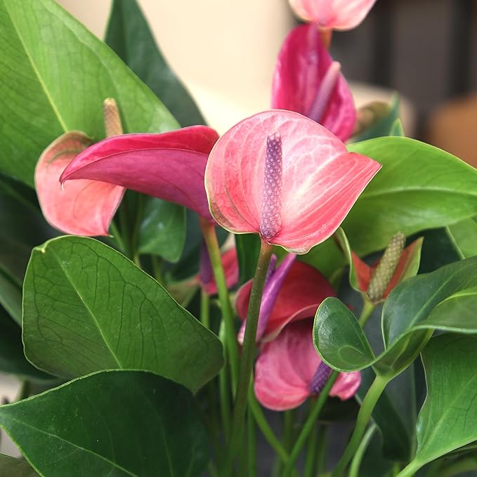 Purple Anthurium Live Plant (Approx. 8-11" Tall), Real Flowers/Unique House Plants in 4" Nursery Pot, Floral Desk Plant, Air Purifying Plants & Cool Gifts for Plant Lovers by Plants for Pets