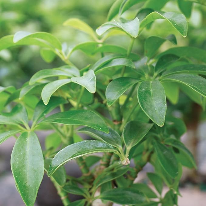 Brussel's Live Dwarf Hawaiian Umbrella Indoor Bonsai Tree on Double Rock - 3 Years Old; 6" to 10" Tall with Decorative Container, Humidity Tray & Deco Rock