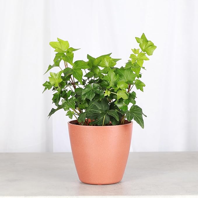 Thorsen's Greenhouse Live Green English Ivy Plant, Hedera Helix, Natural Air Purifier, Easy to Grow, Live Indoor Houseplant, 4" Diameter Pot (Terra Cotta)