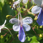 Blue Butterfly Bush - Clerodendrum myricoides 'Ugandense' - Live Tropical Plant - Unusual Shaped Flower - Emerald's - Starter Size - 4 Inch Pot