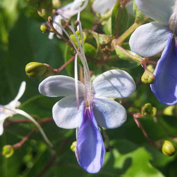 Blue Butterfly Bush - Clerodendrum myricoides 'Ugandense' - Live Tropical Plant - Unusual Shaped Flower - Emerald's - Starter Size - 4 Inch Pot