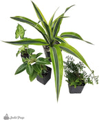 Josh's Frogs 18x18x25 Crested Gecko Vivarium Plant Kit