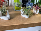 Air Plant Holders 3 Pack Cute Ceramic Airplants Stand Mini Hand Rack Tillandsia Succulent Display Container Pot Home Decor for Desk Table Shelf Window, White