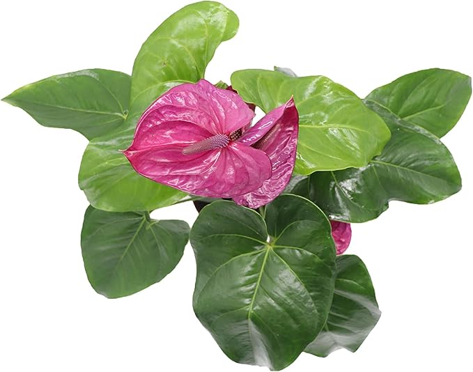 Purple Anthurium - 4" from California Tropicals