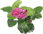 Purple Anthurium - 4" from California Tropicals