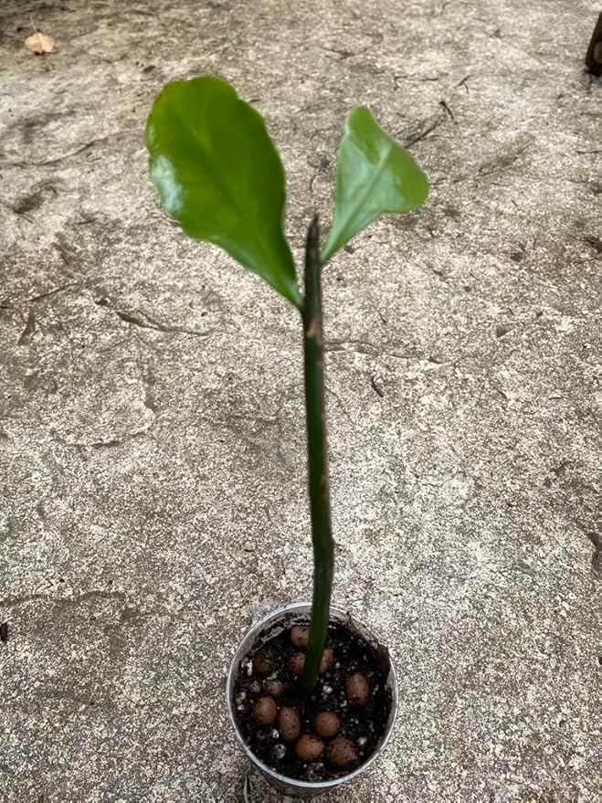 Epiphyllum 'Queen of the Night' Variety Rooted Cutting