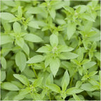 Seed Needs Culinary Basil Herb Seed Packet Collection (8 Individual Basil Seed Varieties for Planting) Non-GMO & Untreated Kitchen Herbs to Plant Indoors/Outdoors