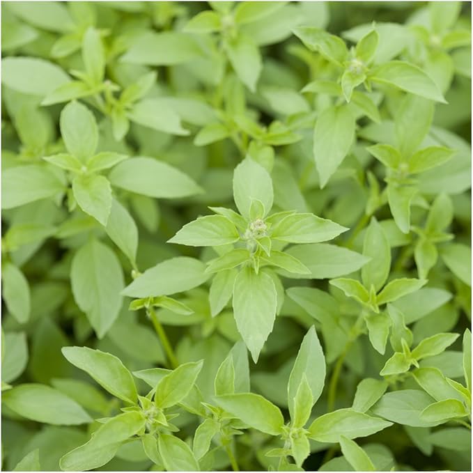 Seed Needs Culinary Basil Herb Seed Packet Collection (8 Individual Basil Seed Varieties for Planting) Non-GMO & Untreated Kitchen Herbs to Plant Indoors/Outdoors