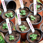TDHDIKE Plastic Planter Nursery Pots 4" Small (50pcs) Seedlings Flower Pots Container Seed Starting Pots for Plants Come with 50pcs Labels