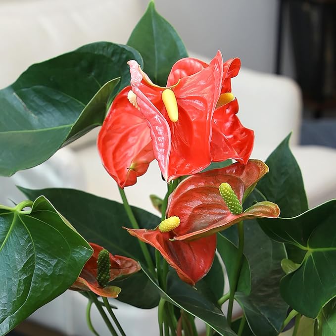 Orange Anthurium Live Plant Decor (Approx. 11-14" Tall), Real Flowers/House Plants in 4" White Pot, Floral Air Purifying Houseplants, Cool & Unique Gifts by Plants for Pets
