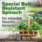 HOME GROWN Bloomsdale Spinach Seeds 704+ Heirloom Non-GMO Seeds for Planting, High Germination, Cold Hardy Dark Green Savoy Leaf, Nutritious Superfood, Indoor Outdoor Garden (Spinacia oleracea)