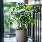 50pcs Mixed Monstera Plant Seeds, Rare Tropical Foliage Variety, Easy to Grow Houseplant, Indoor & Outdoor Decorative Greenery, Exotic Jungle Vibes for Home or Garden Planters