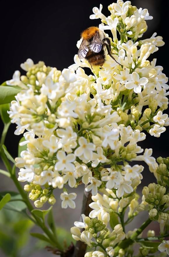 Primrose Yellow French Lilac (Syringa) Live Plant – Rare Yellow Lilac Shrub – Fragrant Spring Flowers – Cold Hardy Ornamental Bush – Starter Plant