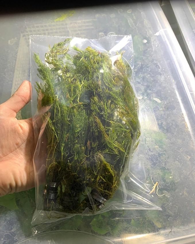 Marcus Fish Tanks Hornwort Ceratophyllum Live Aquarium Plant Planted Tank Beginner - Buy 2 G 1 F