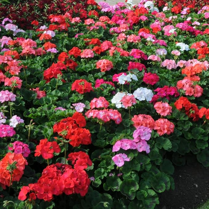 Set 2 Geranium Plants Live, 4-9 Inches Tall, Hardy Flowering Geraniums for Garden or Pots, Fragrant Perennial Blooms (Mixed Geranium)