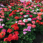 Set 2 Geranium Plants Live, 4-9 Inches Tall, Hardy Flowering Geraniums for Garden or Pots, Fragrant Perennial Blooms (Mixed Geranium)