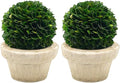 Serene Spaces Living Preserved Boxwood Ball with Small Pot – Boxwood in Planters, Preserved Plant for Boxwood Table Decor, Centerpiece, Measures 5.5" Tall & 4" Diameter, Single (Pack of 2)