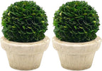 Serene Spaces Living Preserved Boxwood Ball with Small Pot – Boxwood in Planters, Preserved Plant for Boxwood Table Decor, Centerpiece, Measures 5.5" Tall & 4" Diameter, Single (Pack of 2)