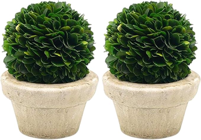 Serene Spaces Living Preserved Boxwood Ball with Small Pot – Boxwood in Planters, Preserved Plant for Boxwood Table Decor, Centerpiece, Measures 5.5" Tall & 4" Diameter, Single (Pack of 2)