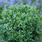 Proven Winners 1 Gal. Neatball Boxwood Shrub