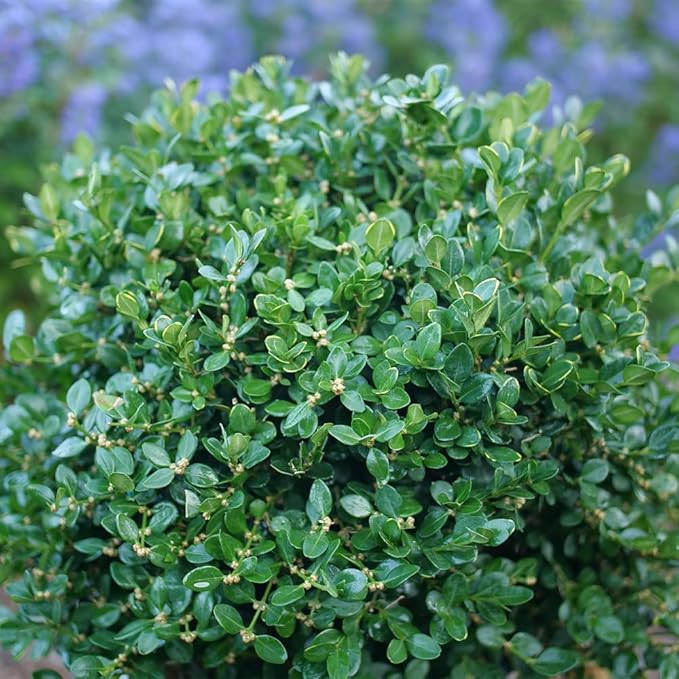Proven Winners 1 Gal. Neatball Boxwood Shrub