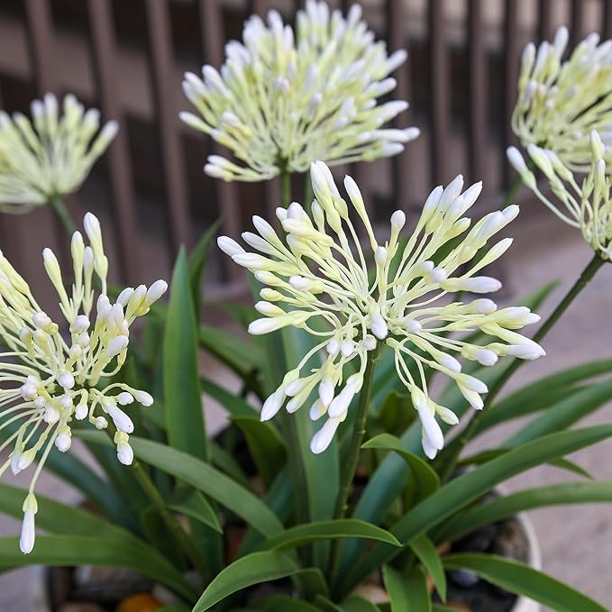 Outdoor Artificial Flowers for Porch 18.9 in Fake Plants 8 Bundles Plastic White Flower Large Faux Greenery for Outside Planter Yard Patio Decor