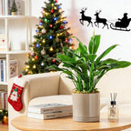 vancasso Ceramic Plant Pots, 3 Piece Planters for Indoor Plants, 4.25+5.25+6.25 Inch Flower Pots with Drainage, Plant Pots Indoor for Succulent, Pothos, Snake Plant and Money Tree, Etc (Gray)