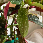 Trailing Begonia Plant Live, Rare Begonias Live Plant, 4-8 Inc Starter Indoor Outdoor Houseplant (Dot Angel Wing Begonia)