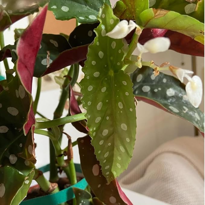 Trailing Begonia Plant Live, Rare Begonias Live Plant, 4-8 Inc Starter Indoor Outdoor Houseplant (Dot Angel Wing Begonia)