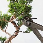 Wazakura 150 gr Black Anodized Aluminum Bonsai Training Wire Made in Japan (5mm, Black)