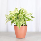 Thorsen's Greenhouse Marble Queen Pothos, Live Indoor Plant, Easy to Grow, Rare Variegated Houseplant, Natural Air Purifier, 4-inch Diameter Pot (Terra Cotta)