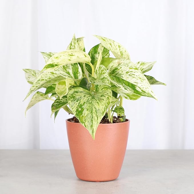 Thorsen's Greenhouse Marble Queen Pothos, Live Indoor Plant, Easy to Grow, Rare Variegated Houseplant, Natural Air Purifier, 4-inch Diameter Pot (Terra Cotta)