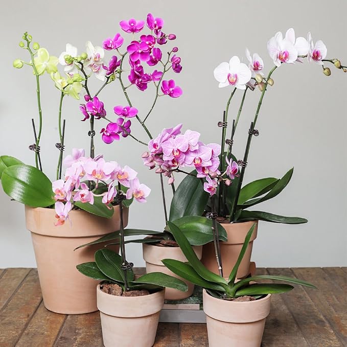 10Pcs Plant Support Stakes with 15pcs Plant Clips,15.7 Inches Bendable Plant Sticks for Indoor and Outdoor Plants,Single Stem Flower Stakes for Phalaenopsis Orchid Flower Roses(Brown)